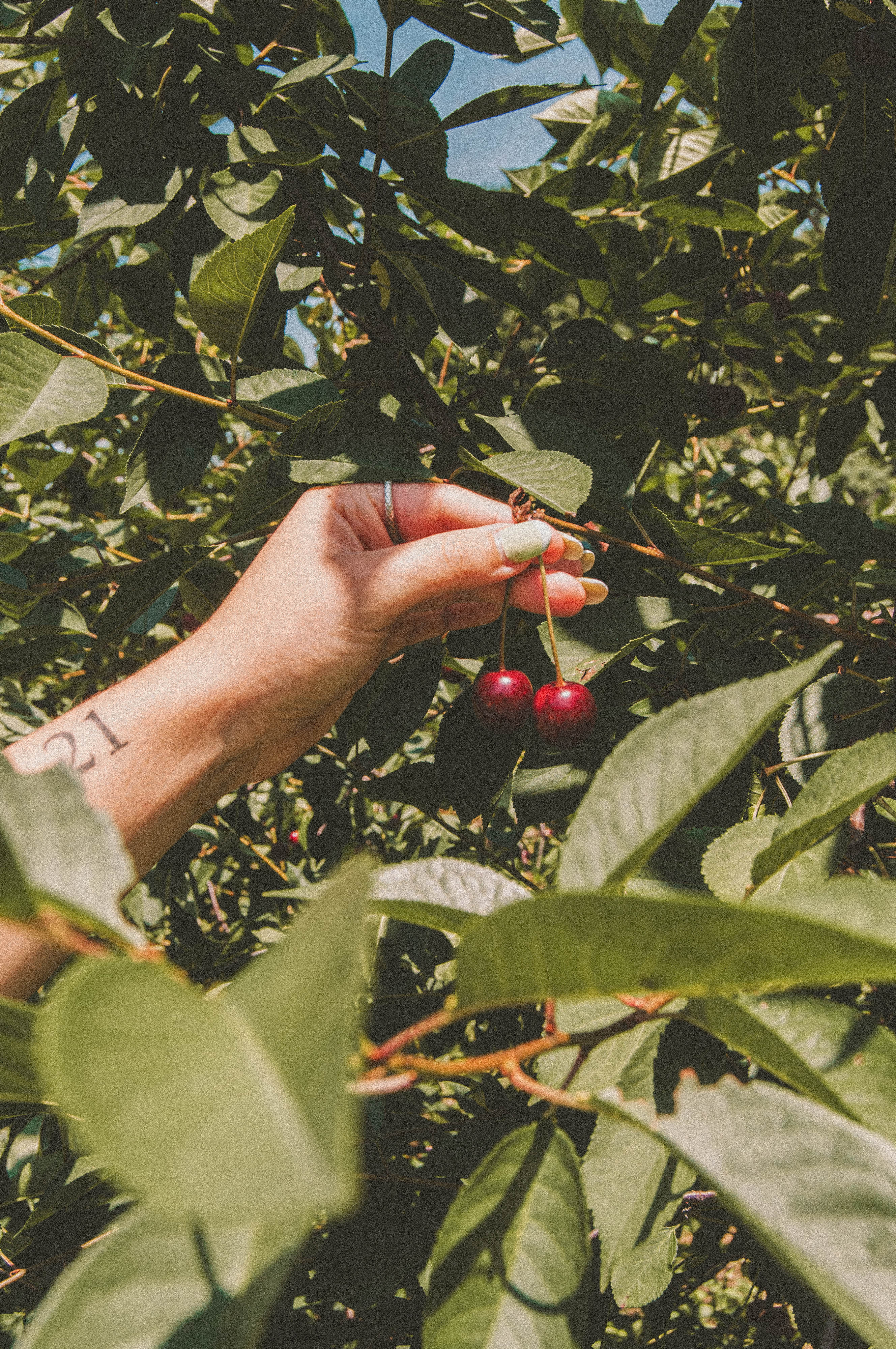 Jamie's Farm Granola Sour Cherries Picking New York