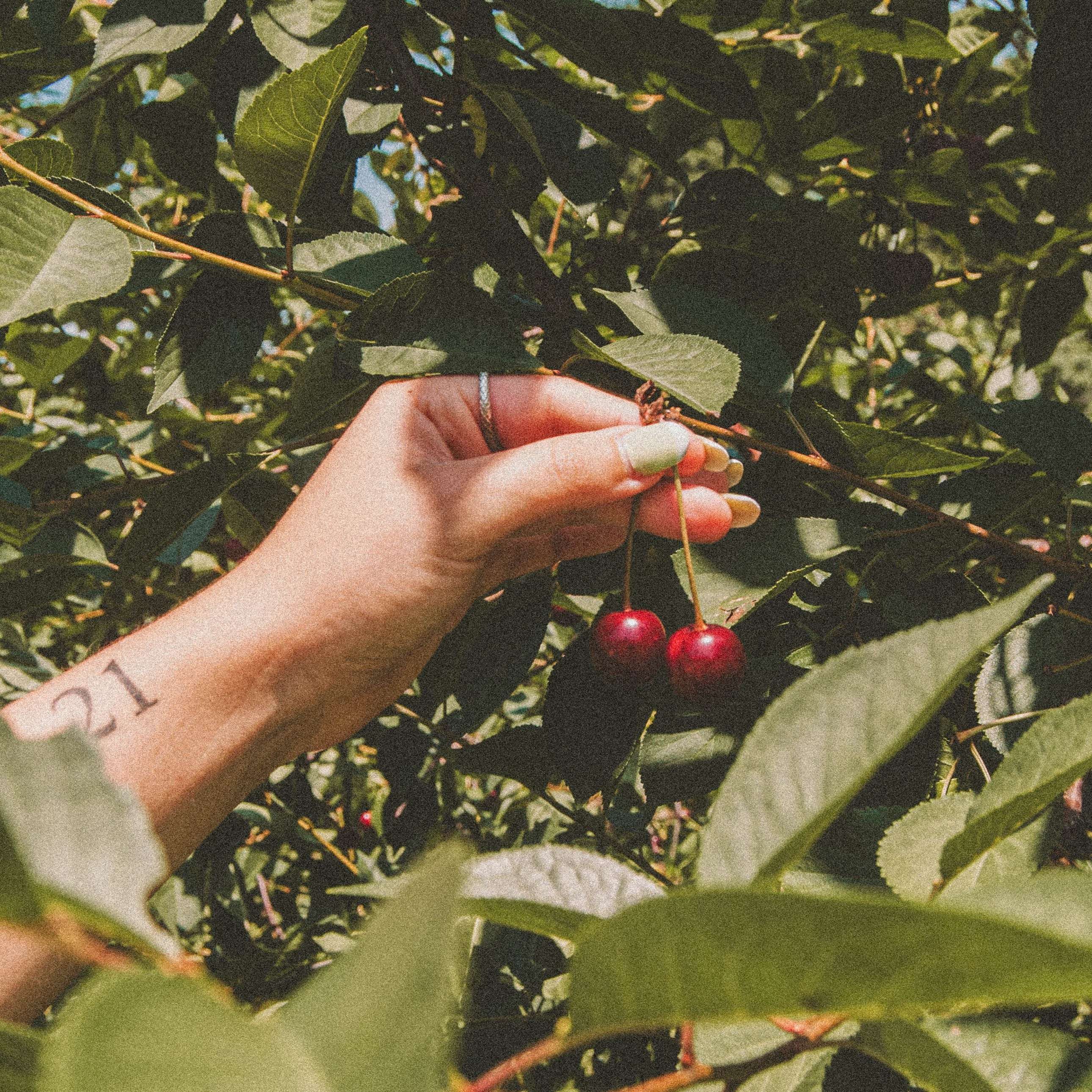 Jamie's Farm Cherries