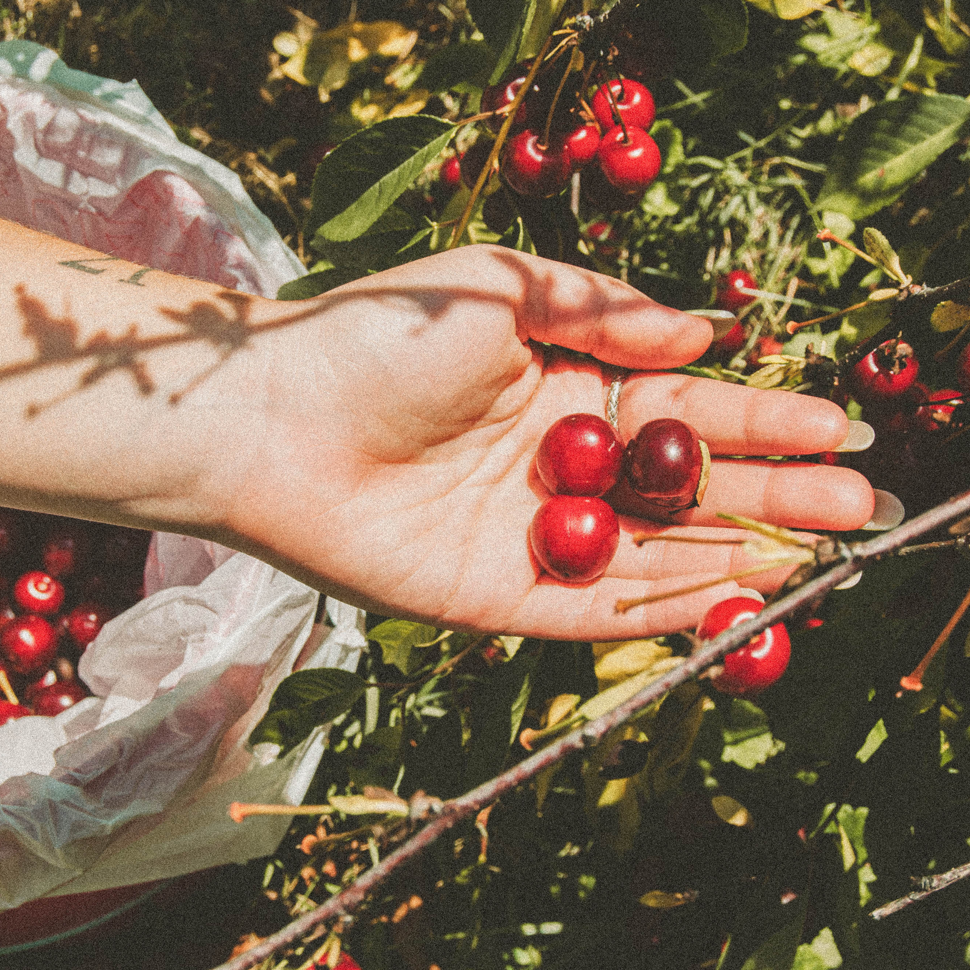 An Open Letter about our Vanilla Bean Granola & Sour Cherries