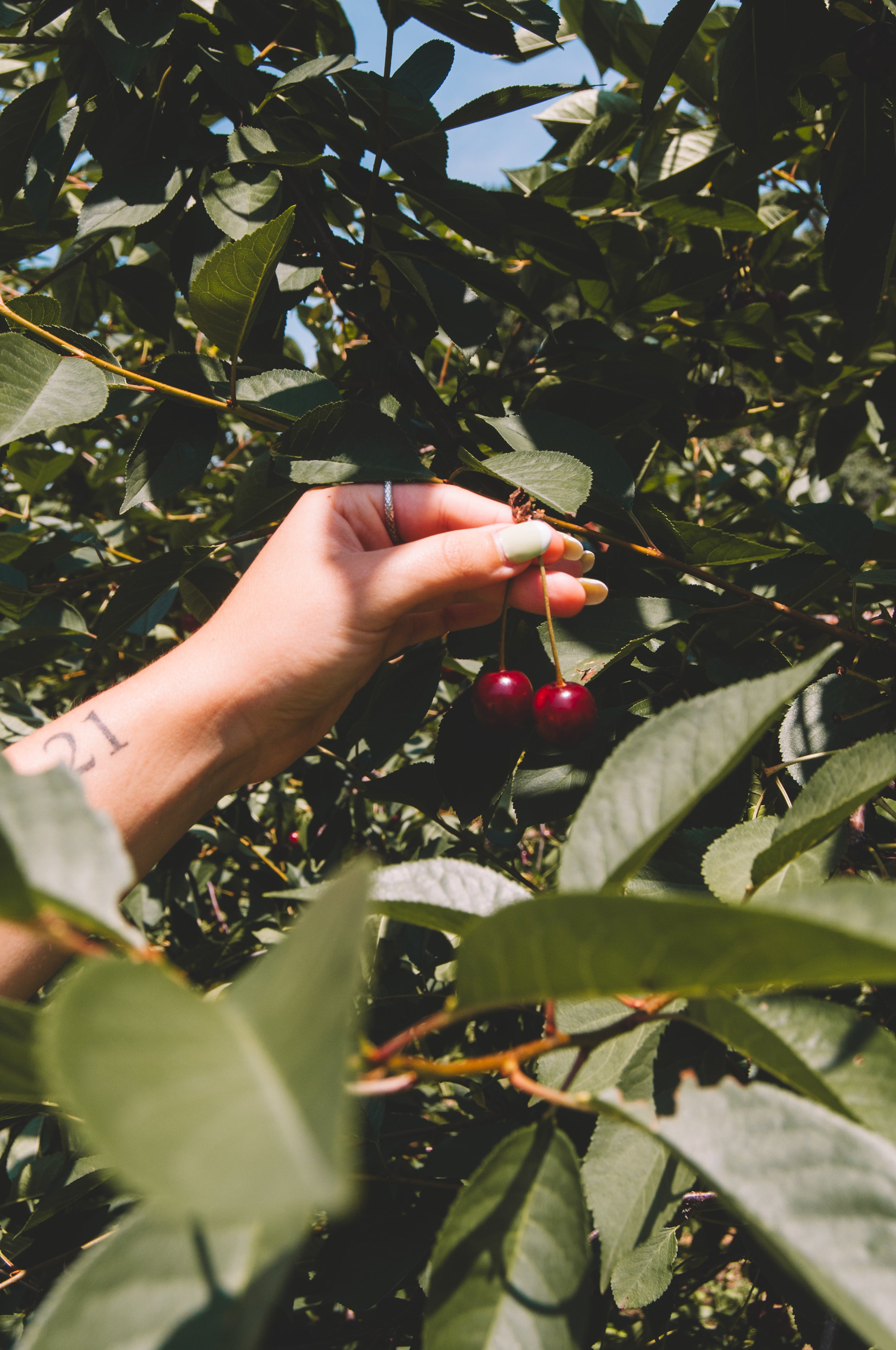 Jamie's Farm New York - Sour Cherry Season, U-Pick Farm at Fix Bros Fruit Farm in Hudson Valley, New York, Where to Find Sour Cherries