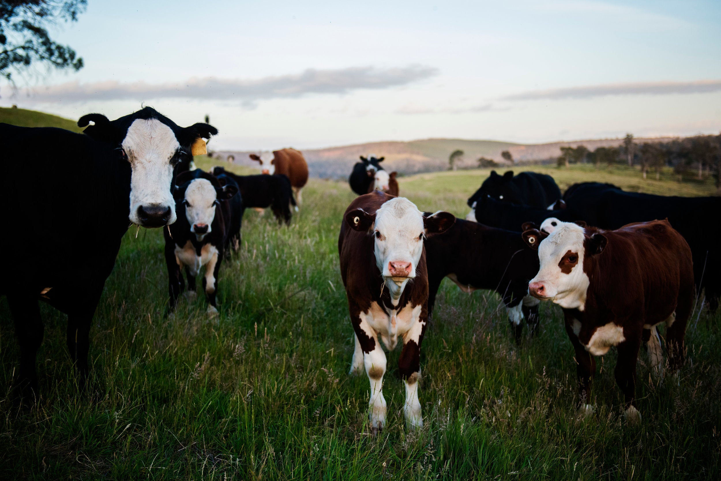 Why Jamie's Farm Sticks To Grass-Fed