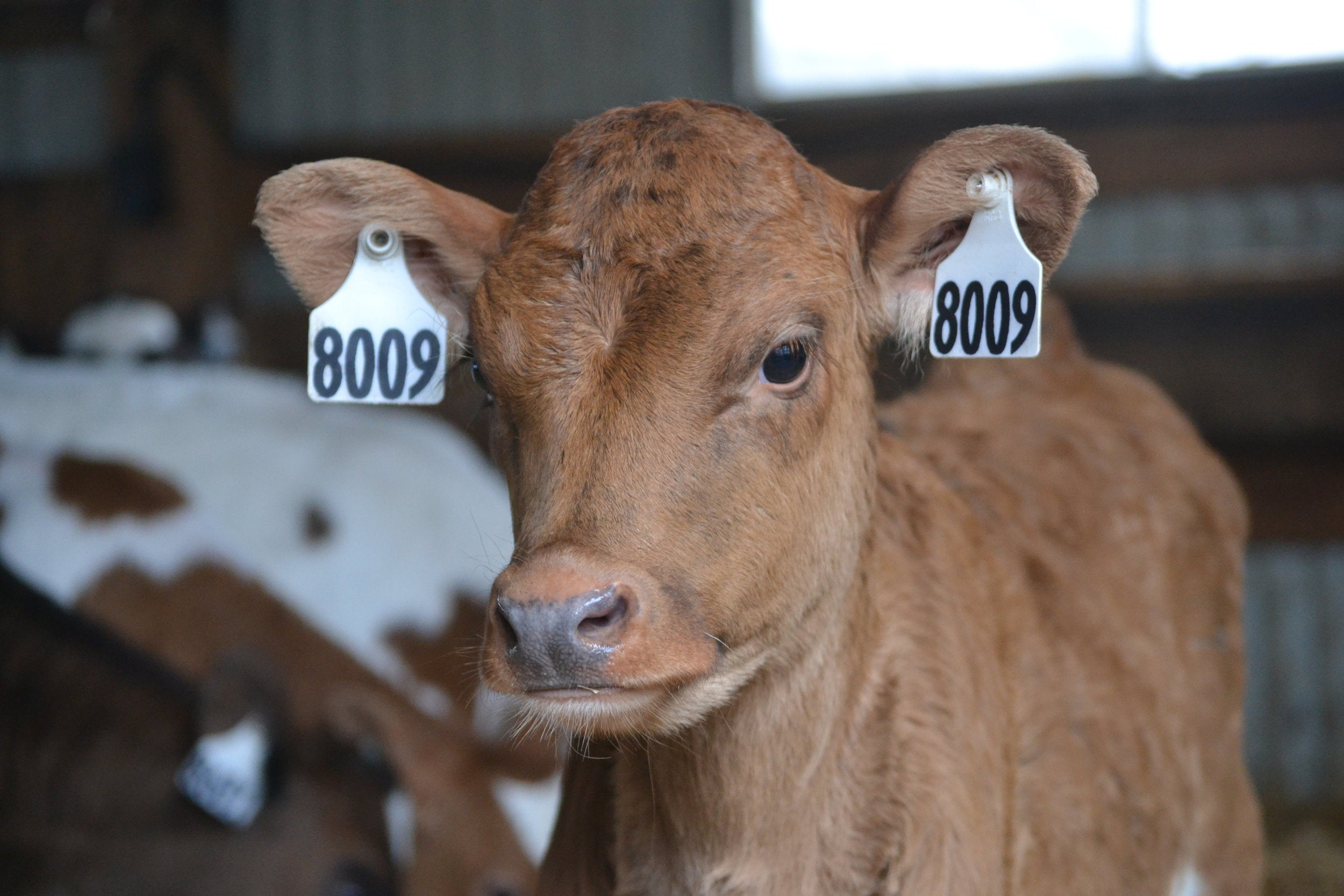 Calving Day 2018