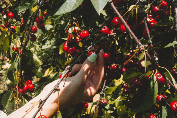 hand select ingredients